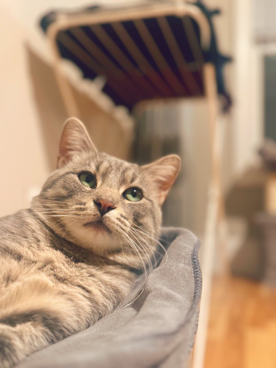 Tree House Humane Society tweet media