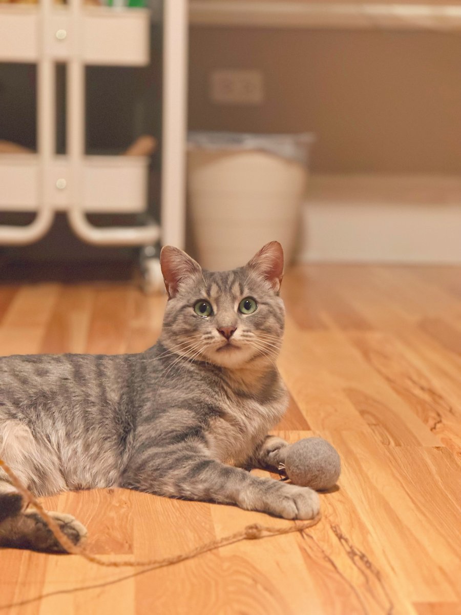 Tree House Humane Society tweet media