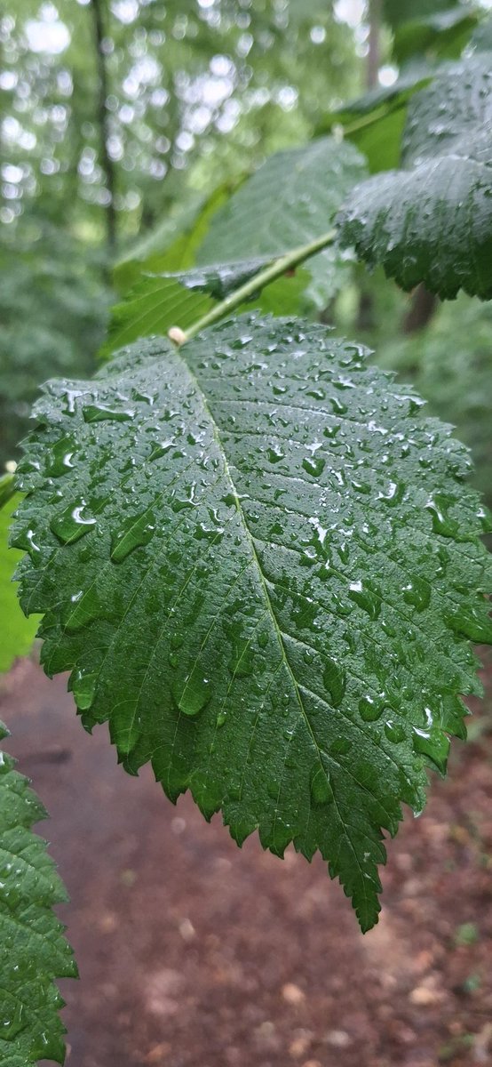 nephrite_666's tweet photo. Spacer w deszczu...
#forest #photography https://t.co/PCTUYxPrIH