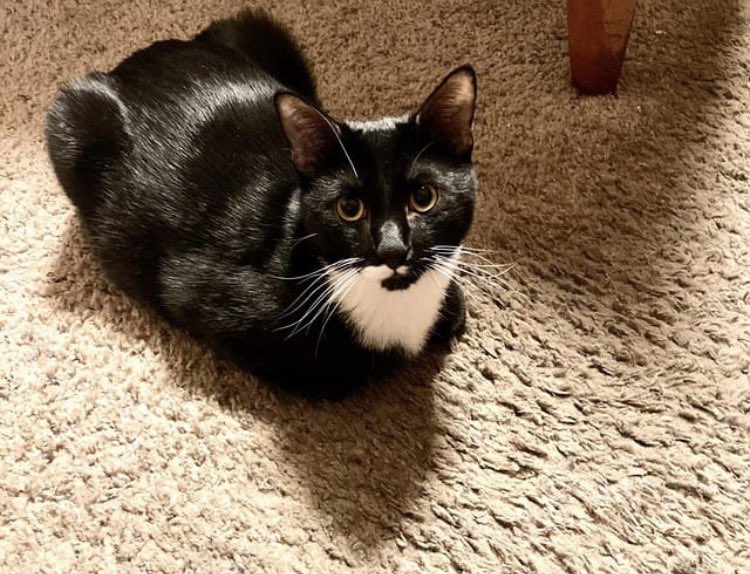 Erin96Strange's tweet photo. Ozzy at 8 months old and at 3 years old.
#KittyLoafMonday #KittenvsCat #TuxedoCatsofTwitter https://t.co/lc89Gyv9Ze