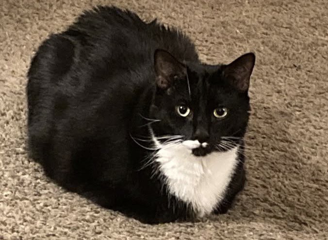 Erin96Strange's tweet photo. Ozzy at 8 months old and at 3 years old.
#KittyLoafMonday #KittenvsCat #TuxedoCatsofTwitter https://t.co/lc89Gyv9Ze
