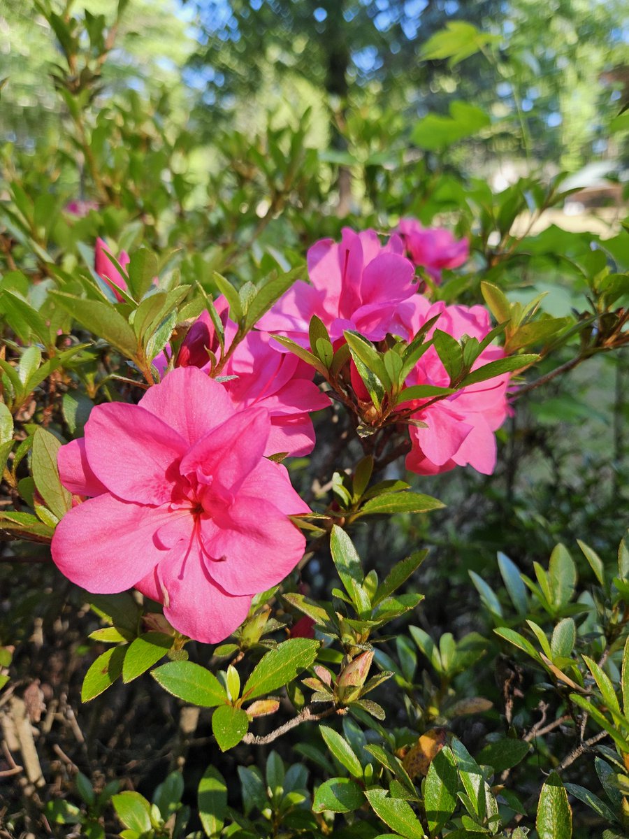amflight031's tweet photo. They're blooming....////....Estan brotando.... https://t.co/DBLFyHUdc3