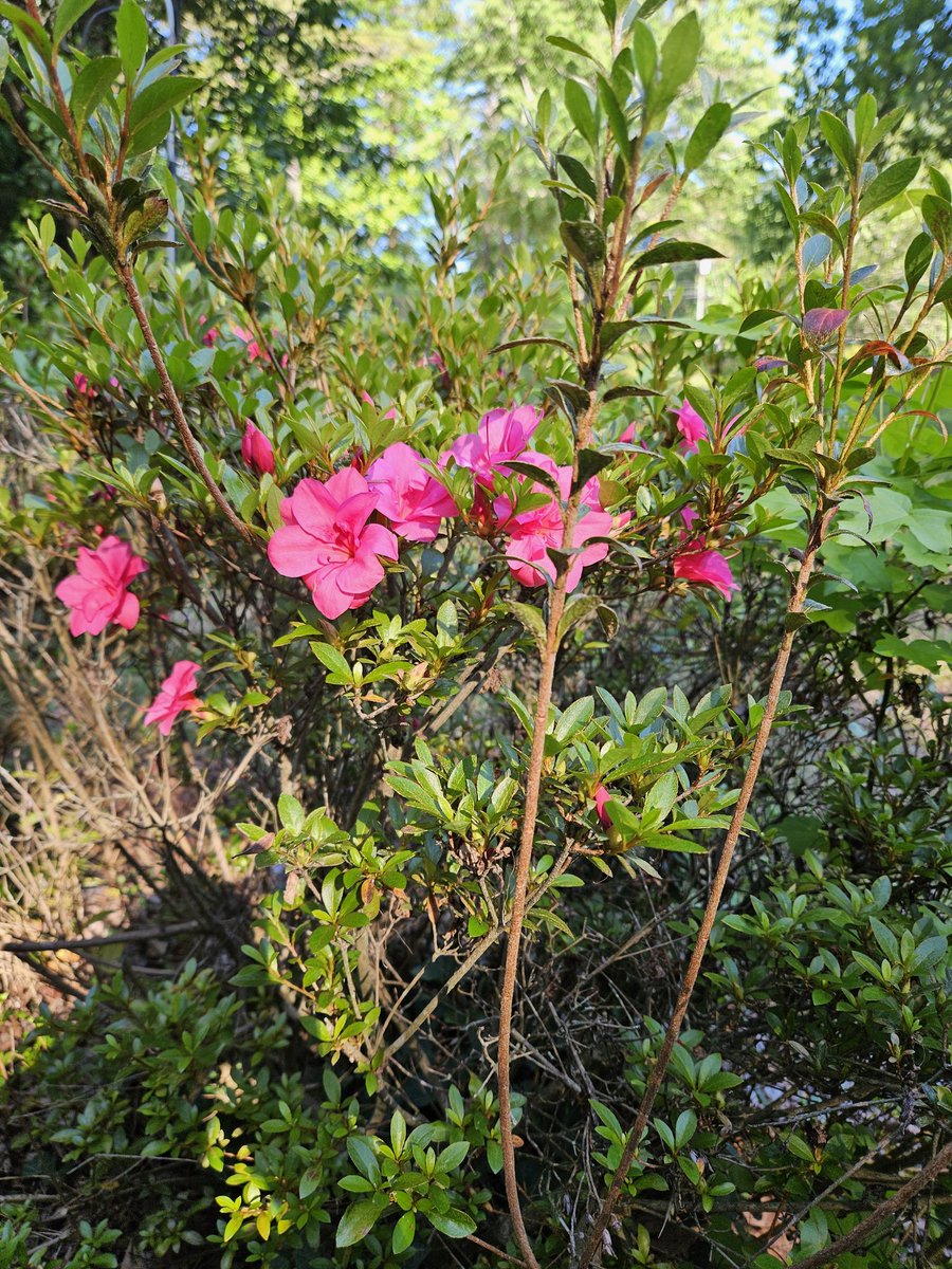 amflight031's tweet photo. They're blooming....////....Estan brotando.... https://t.co/DBLFyHUdc3