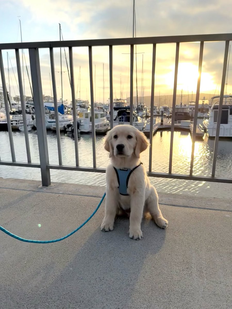 DanaPointHarbor's tweet photo. Monday mood: chasing sunset ☀️🌊

📸: @charliebytheocean https://t.co/j2O4pr9iiv