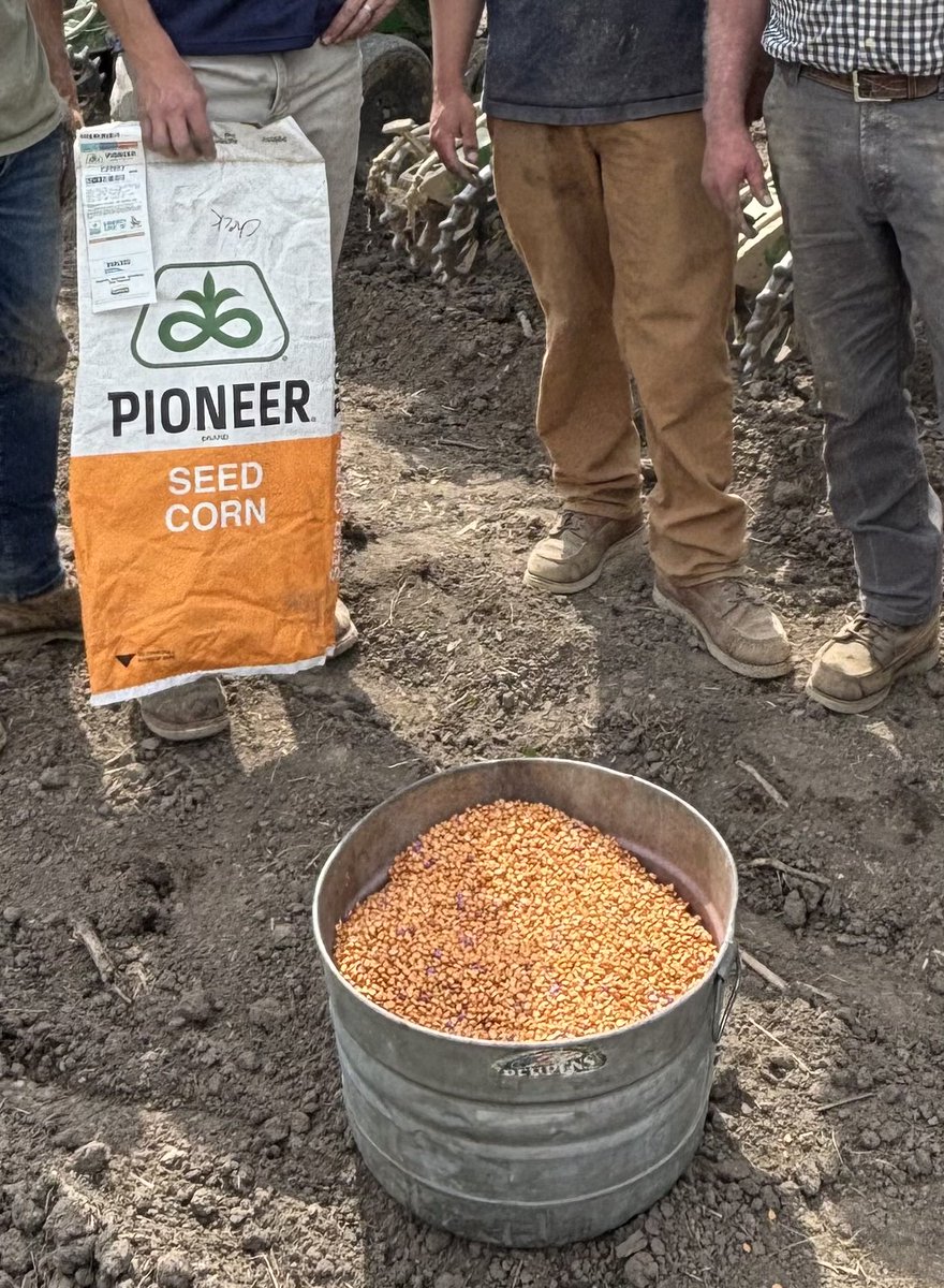 CoBoJo_'s tweet photo. Wrapping up the season today, and found some golden seed from @PioneerSeeds! Pretty exciting stuff, especially considering our farm is also celebrating 100 years this year as well. https://t.co/KhRPBoiQho