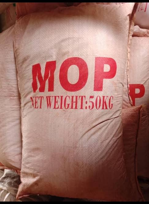 FirstKingEntert's tweet photo. We overdo and abuse this fertilizer stuff in Nigeria, especially among farmers in the southern part of the country.

Fertilizer is gradually becoming another crop on its own in the same field where crops are being grown.

Before the crop can even breathe after transplanting, bags of fertilizer have already landed on the farm.

Honestly, it is understandable if northern farmers are doing all that because of the type of soil common in many parts of the North.

But what is the need for overdoing it in the South?

Most southern soils are already naturally rich with many of the nutrients crops need to grow well. Fertilizer is supposed to support the soil, not completely replace the soil’s natural fertility.

Apply NPK. Two weeks later: Apply Urea. Next: Another booster. Then foliar. Then another enhancer.

For what exactly?

I have personally grown healthy peppers on ordinary virgin soil. I also know a friend growing hybrid tomatoes commercially using mainly poultry manure.

In fact, it was when I travelled to Sokoto that I first saw fertilizers being heavily used on crops apart from maize. In Anambra, that kind of practice is alien to us.

The truth is, the more synthetic fertilizer you continuously introduce into the soil without balance, the more stressed, acidic, and biologically weak the soil gradually becomes over time.

Excess fertilizer does not automatically mean excess yield.

Overfeeding crops can be just as dangerous as underfeeding them.

You begin to see: • Weak root systems
• Excess leaves with poor fruiting
• Soil acidity
• Nutrient imbalance
• Crop burn
• Reduced microbial life in the soil
• More pest and disease problems

I am not sidelining the importance of fertilizers. I even sell fertilizers to farmers myself.

But balance is the goal.

If possible, test your soil before planting so you understand what the land already has and what it truly lacks before adding anything.

Practice proper farm management too: • Good spacing
• Organic manure
• Mulching
• Crop rotation
• Moisture management
• Timely weeding

You will realize that fertilizer is not always the magic key to crop production.

Let us not become fertilizer-dependent, especially on soils that can still naturally produce well on their own.

Place your order 09139986258 WhatsApp for quality fertilizers and other farm inputs.