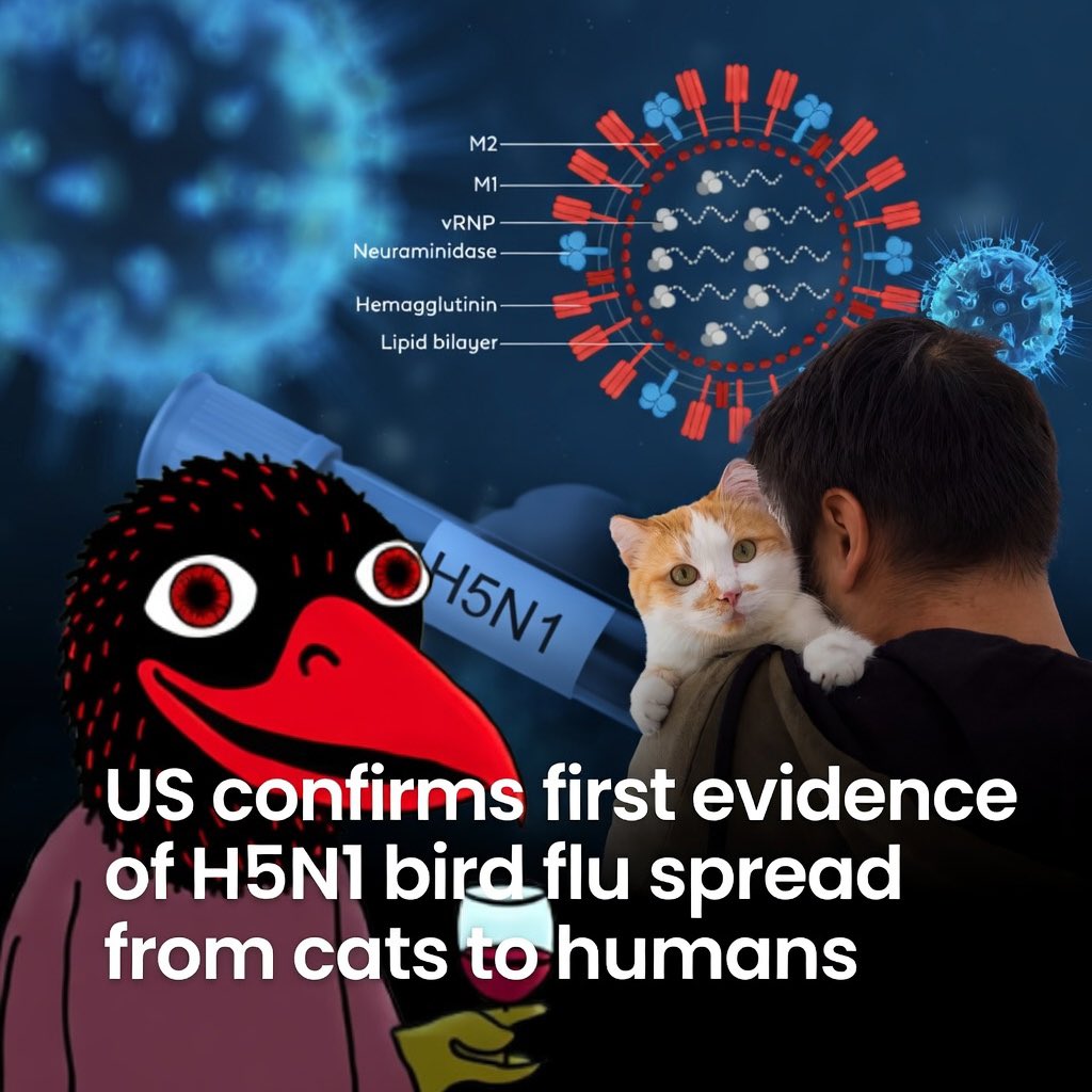 Fabs_Tyler's tweet photo. @benjamincowen New EID study (2026): Cattle H5N1 genotype B3.13 replicates moderately in human bronchus &amp; lung tissue, better than classic avian H5N1. It binds human type receptors (α2,6) and reaches levels similar to seasonal flu in lungs

H5N1 OG

9WdncGJ6fQcXn1iHmCuU3UX4LDgu9DkTS5FBdeFWEjJS https://t.co/Njl8m0AgY5