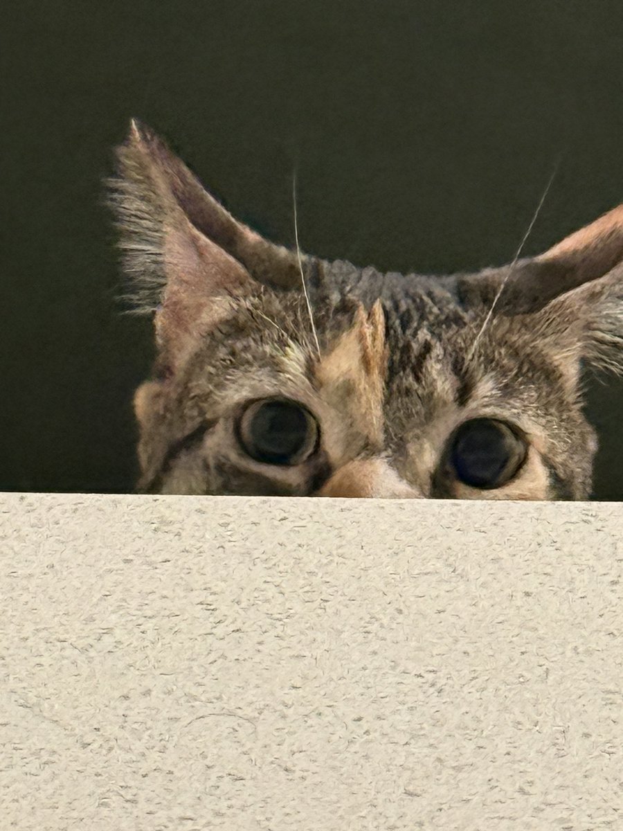 KingKenitto's tweet photo. i be forgetting i can tweet LOL. nobody gaf so i don't be sayin shit, so here's my cat https://t.co/nMEfL123e6