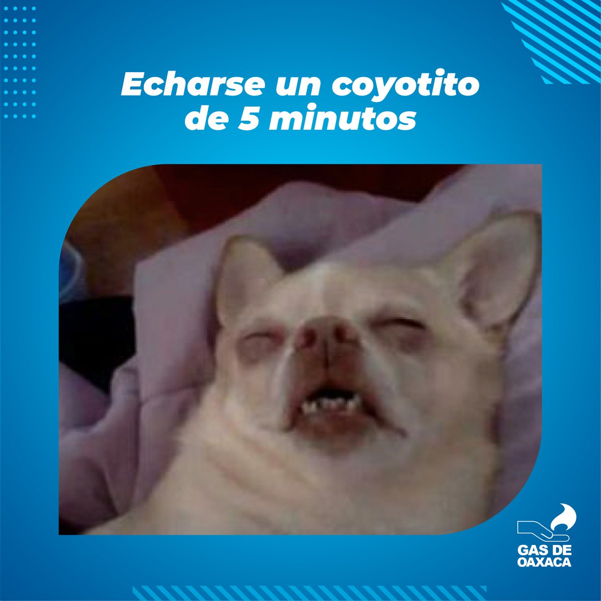GASDEOAXACA's tweet photo. Hay cosas que son muy fáciles en la vida y pedir tu gas LP es una de ellas. 😌

📲 Tener tu Número de Cliente te ayuda a recibir una atención más rápida y hacer tus pedidos de forma mucho más práctica, sin tantas vueltas.

Regístrate por Call Center:
📞 951 501 66 00
#gasdeoaxaca https://t.co/dlZiqtMuyk