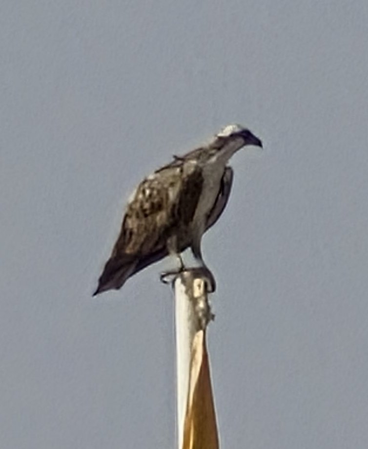 bgnvil's tweet photo. Balık Kartalı imiş 😍
​Şu an bulunduğun bölgede (Sharm El-Sheikh), özellikle Kızıldeniz kıyılarında bu türü sık sık görmek mümkündür; çünkü buradaki sığ ve berrak sular onlar için harika bir avlanma alanıdır.
​Harika bir çekim olmuş, bu kadar yakından görebilmek büyük şans! https://t.co/BDM6yhwgho
