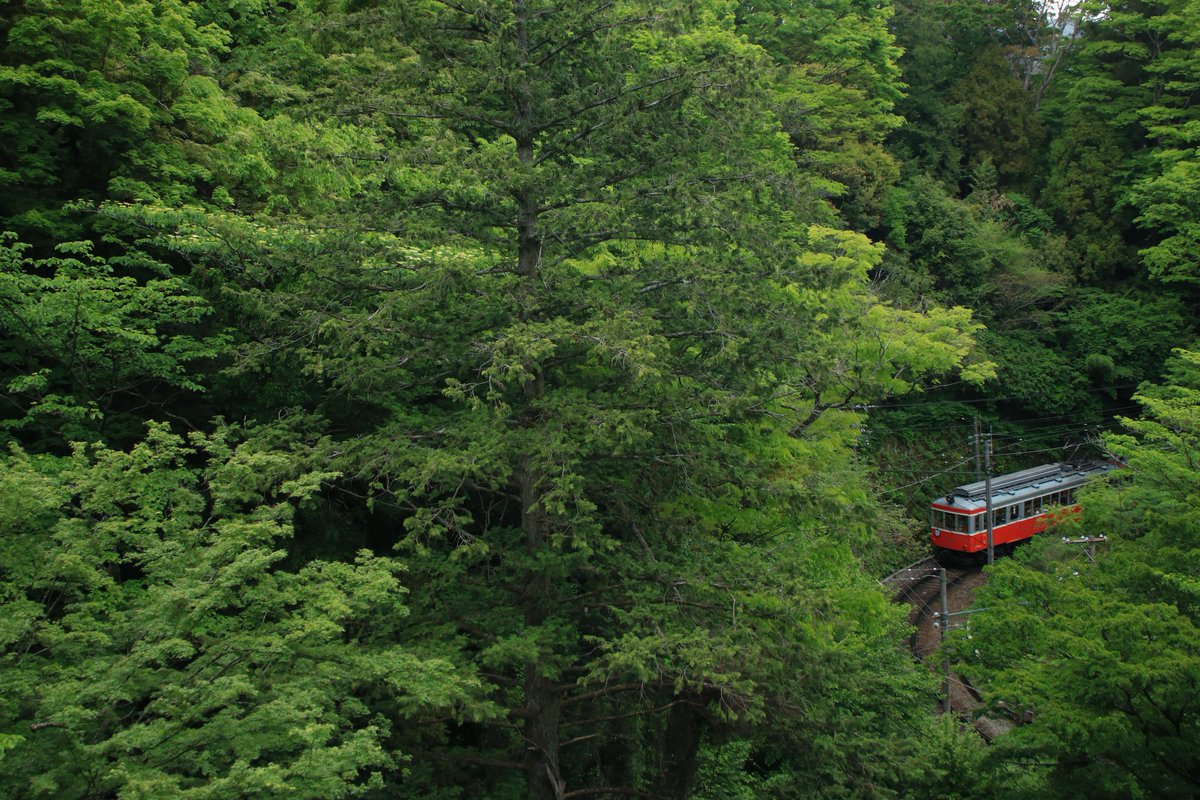 interos2101's tweet photo. 箱根登山鉄道　新緑

何ヶ月ぶりにこの垢開いたんだろ https://t.co/O78NjSQjfD