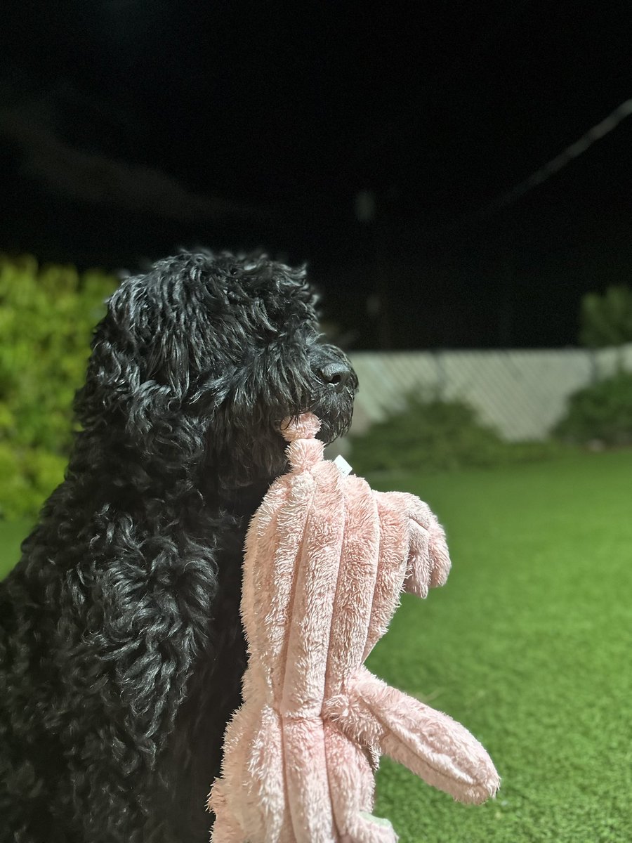 KingCade07's tweet photo. #MFAMPets can step in and help alleviate this unexpected cost. Her health took a fast turn for the worst and she’s struggling to get off the ground. Any help is greatly appreciated. #MFAM #MFAMCENTRAL  #MFAMPETS https://t.co/0mxF5geQmW
