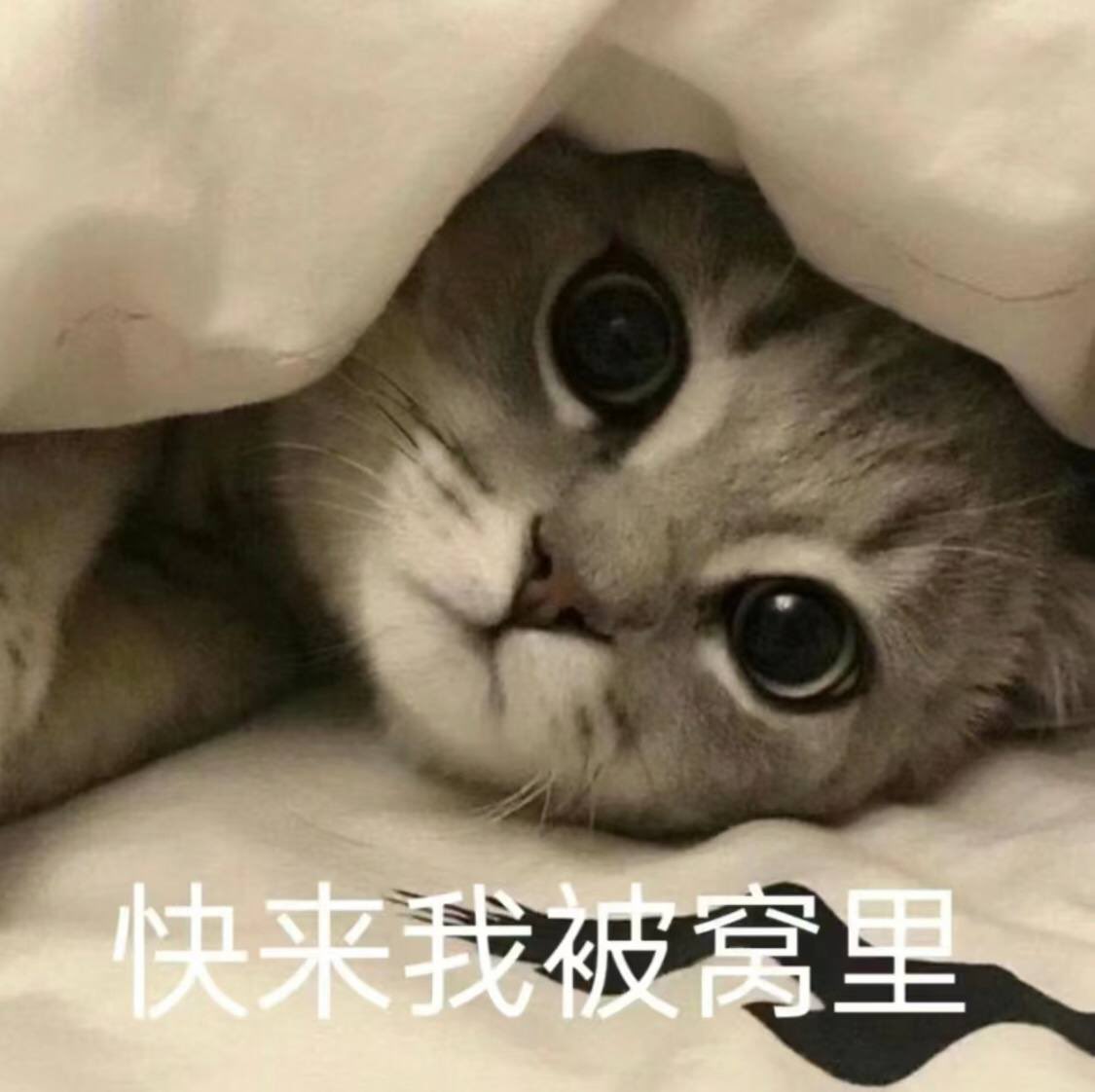路边野菜 tweet media