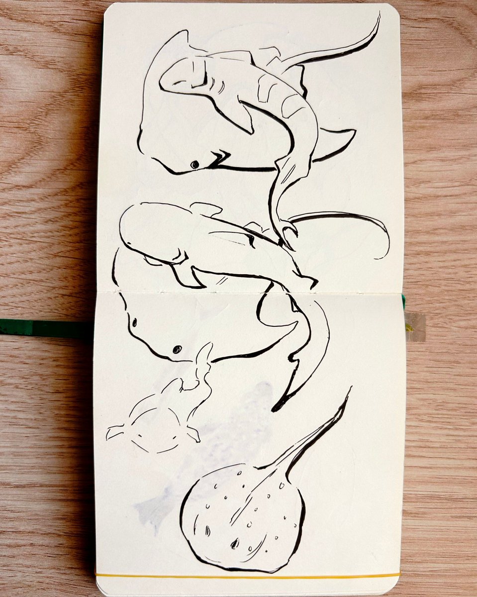 _slepyjen's tweet photo. 𓆝 𓆟 𓆞 some old drawings from an aquarium trip ~ 𓆝 𓆟 𓆞 

maybe one day i'll remember to actually take pictures at the place i'm drawing ( ˙𐃷˙ )? https://t.co/5GJUePoOwW