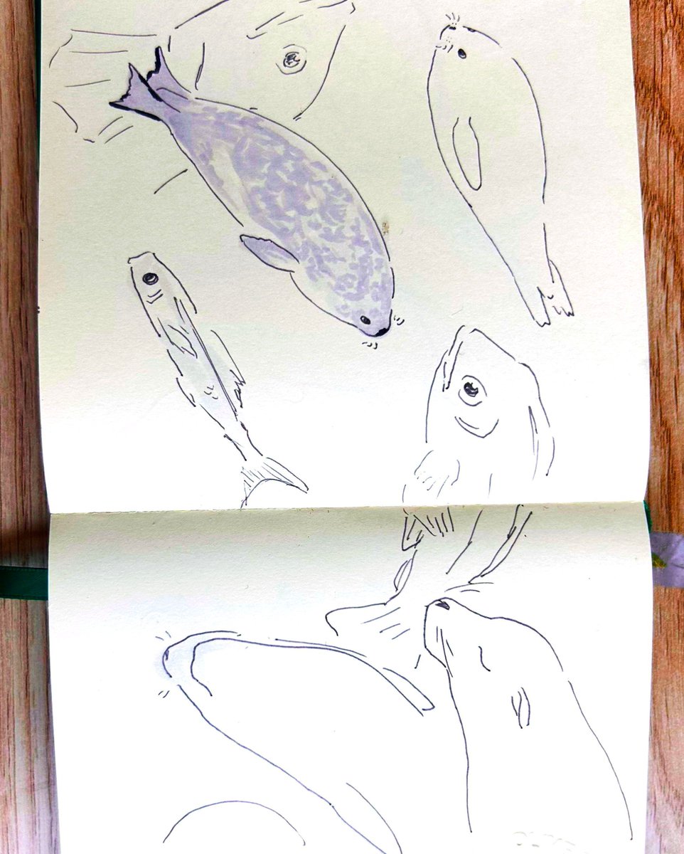 _slepyjen's tweet photo. 𓆝 𓆟 𓆞 some old drawings from an aquarium trip ~ 𓆝 𓆟 𓆞 

maybe one day i'll remember to actually take pictures at the place i'm drawing ( ˙𐃷˙ )? https://t.co/5GJUePoOwW