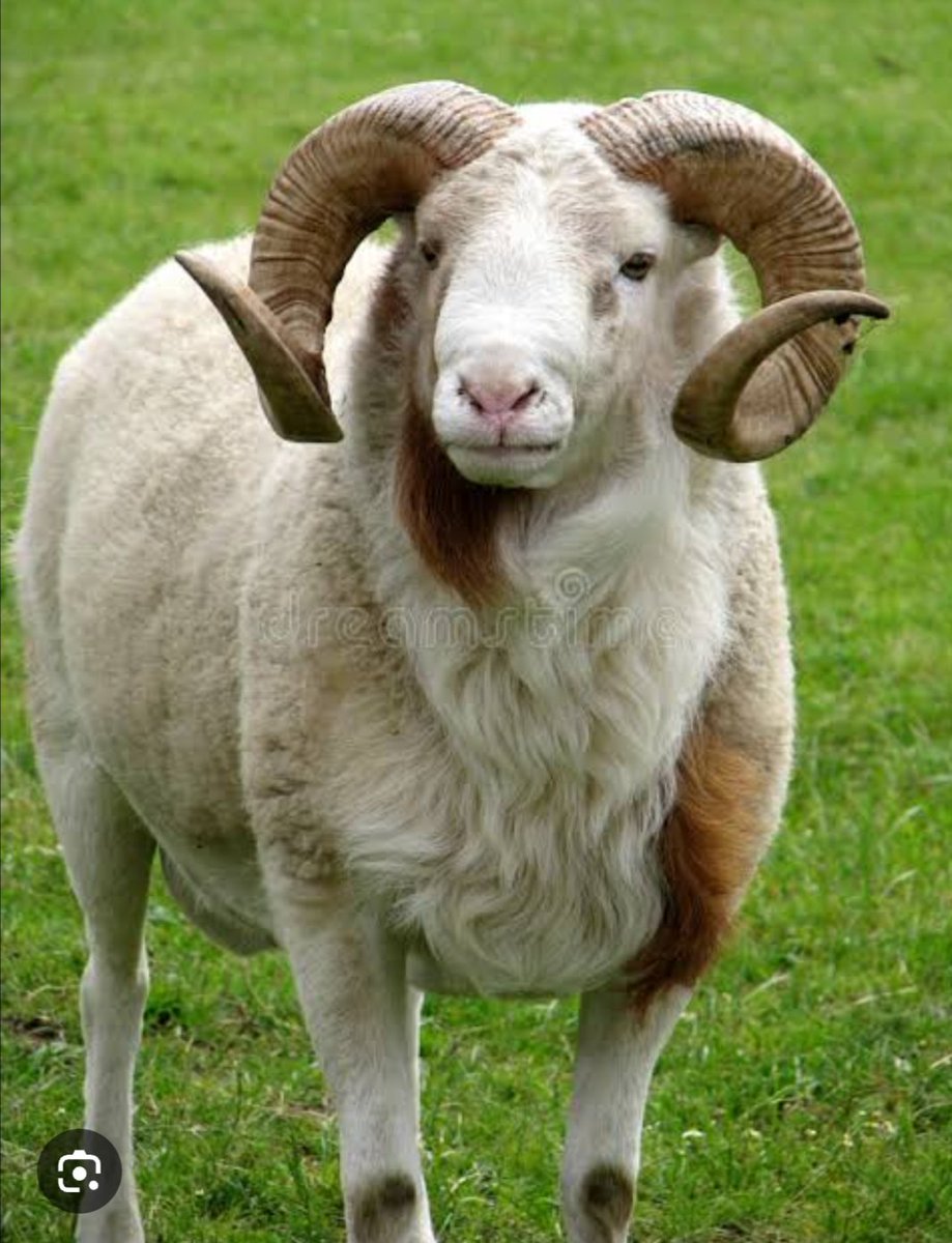 Optionabk's tweet photo. Today is the 1st of Dhul Hijja. For those intending to do layya (Ram Sacrifice), remember to abstain from shaving or cutting your nails. Also, remember to increase your acts of ibada - recitation of the holy Qur'an, charity, adhkar, strengthening of the ties of kinship, https://t.co/TbcmTPzkp5