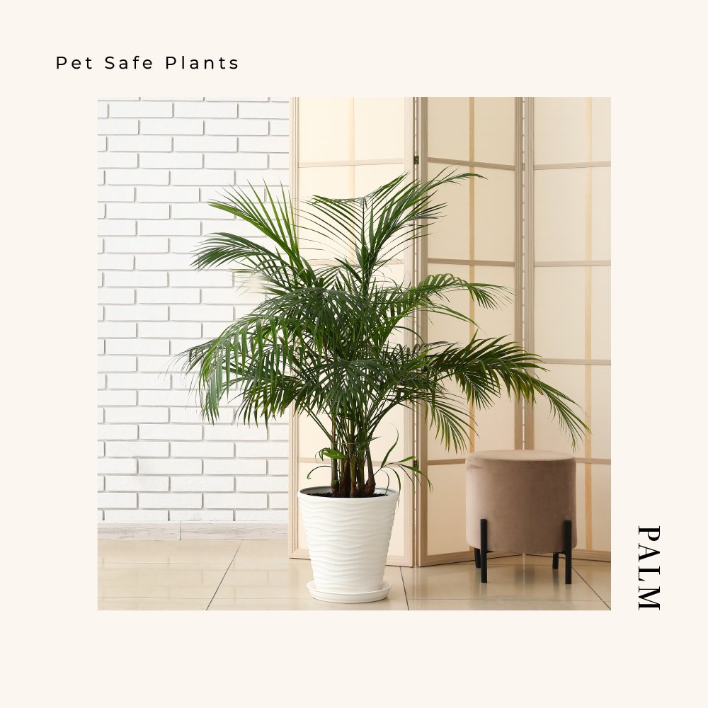 AnnaStaylor's tweet photo. Are you looking for a pet-safe and low-maintenance addition to your home?  Many palm plants are the perfect choice! https://t.co/ORPvdPY95u