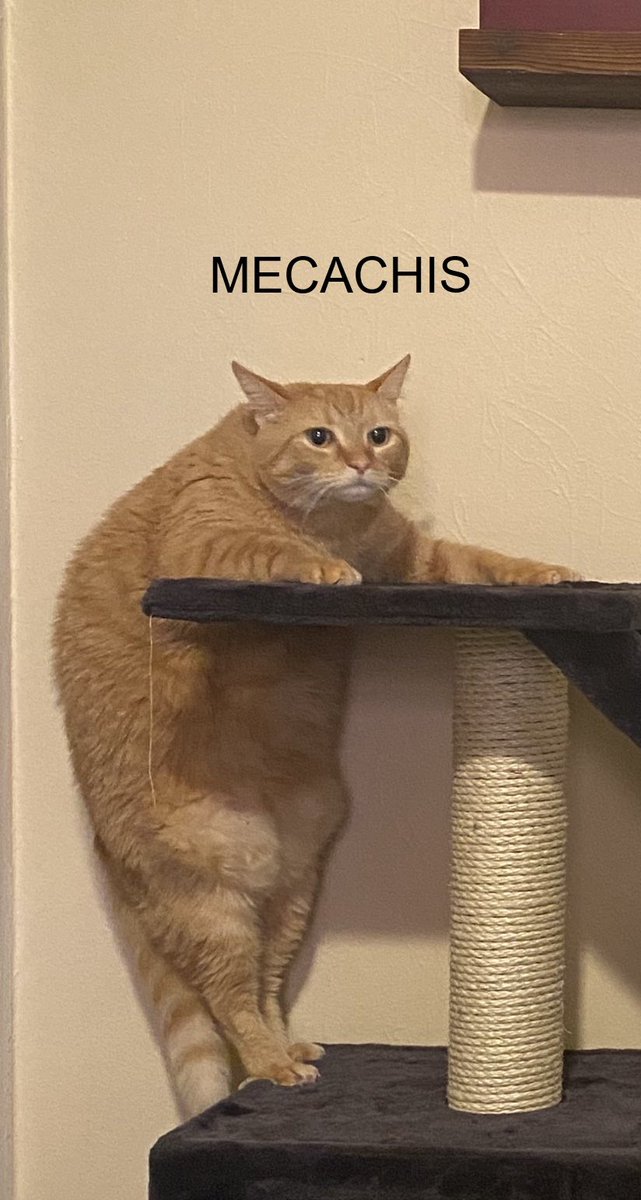 Félix 𒉭 tweet media