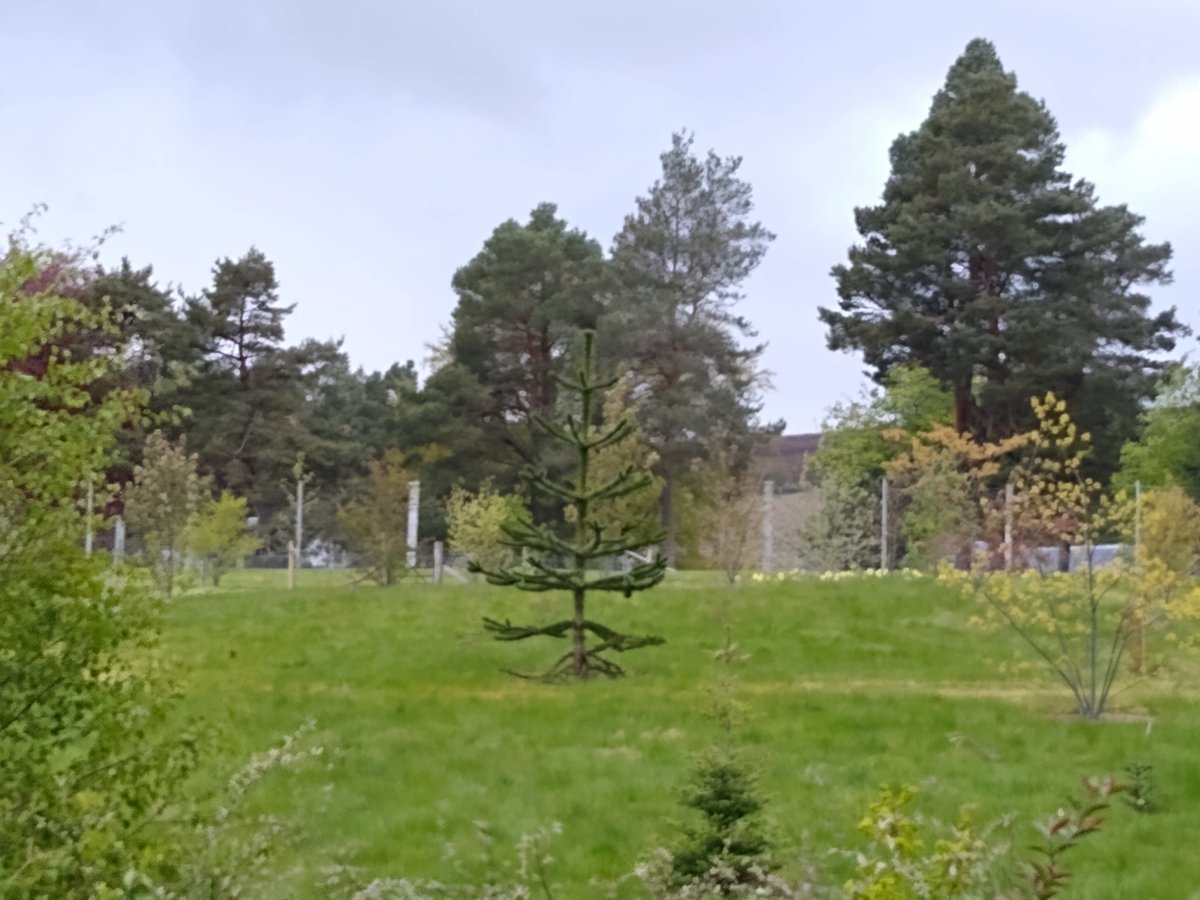 overlandertheb1's tweet photo. Adolescent #MonkeyPuzzle in the grounds of Kyleachy House for @StevenW24515280 ..... https://t.co/bJRdac8nRi
