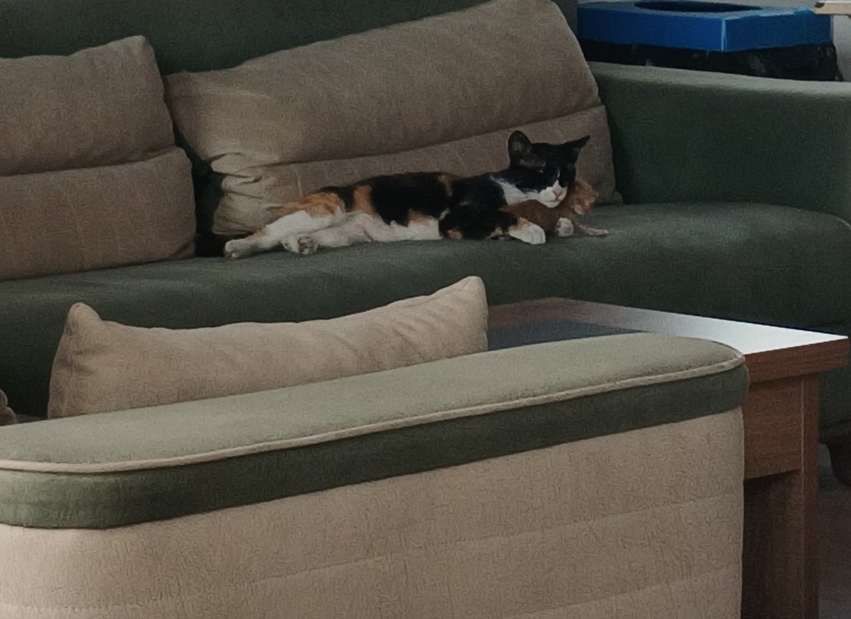 seherug's tweet photo. Bugün öğretmenler odasında gözlerimiz önünde yaşanan dramatik olay.. Görme engelli başkasından doğup terk edilmiş kedi yavrusunu, yeni doğum yapıp evlatlarını büyüten anne sahiplendi.. gözlerimiz önünde. Annelik duygusu ve hayvandaki merhamet.. insanlardakini mumla aratıyor https://t.co/b9hiGayntw