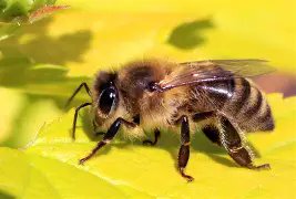 FictionWriting2's tweet photo. 𝐓𝐞𝐥𝐥𝐢𝐧𝐠 𝐭𝐡𝐞 𝐁𝐞𝐞𝐬 &amp; 𝐌𝐨𝐫𝐞 𝐁𝐞𝐞 𝐋𝐞𝐠𝐞𝐧𝐝𝐬
The tradition of telling the bees is thought to have come from ancient Europe and is believed to have origins in Celtic mythology.
https://t.co/owyF4MD46O #tellingthebees #MidsomerMurders #QueenElizabethII https://t.co/gN0ZC6x4dJ