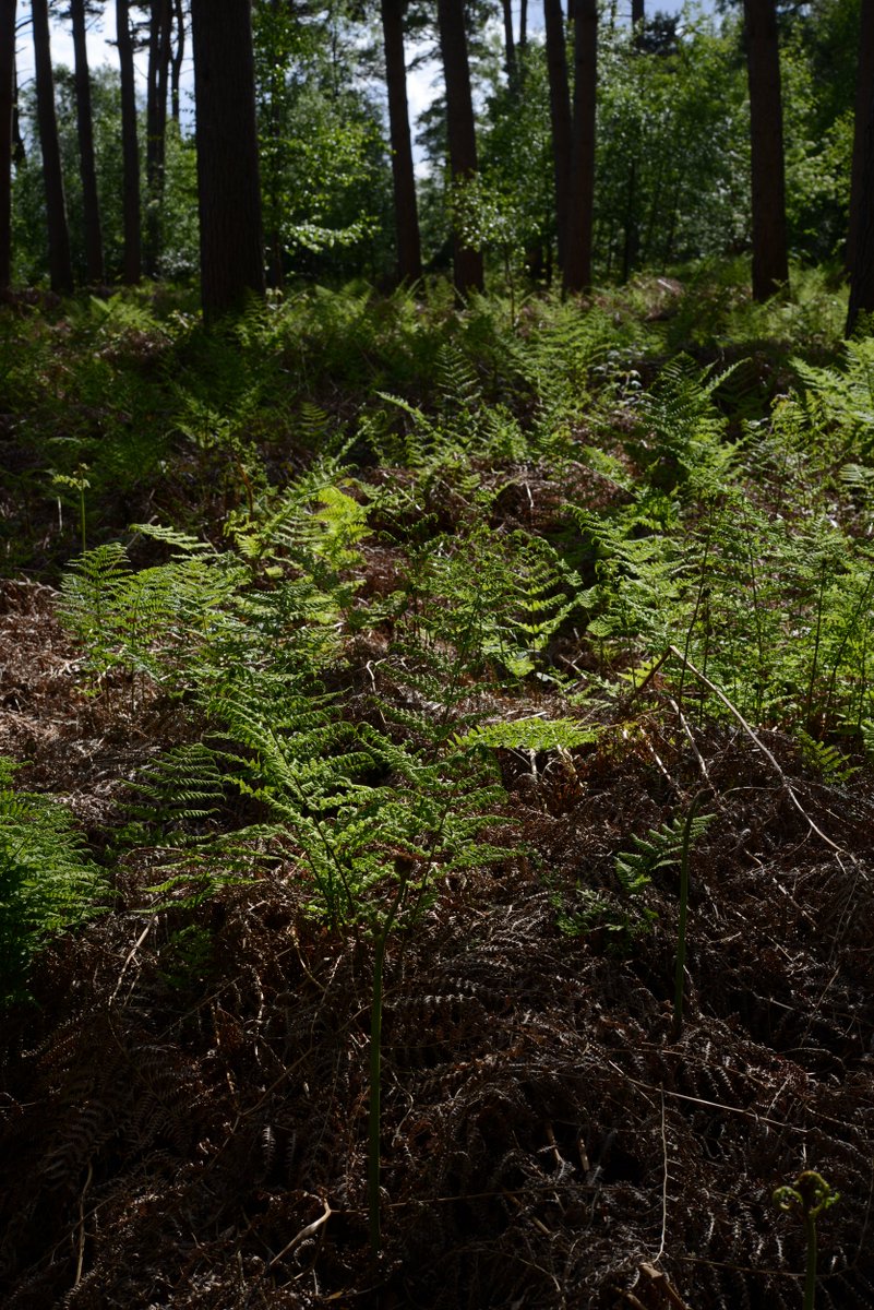 CW_creatives's tweet photo. Fern carpet in the woods
#fern #staffordshire #UK #spring https://t.co/Nht3Qg5Rxb