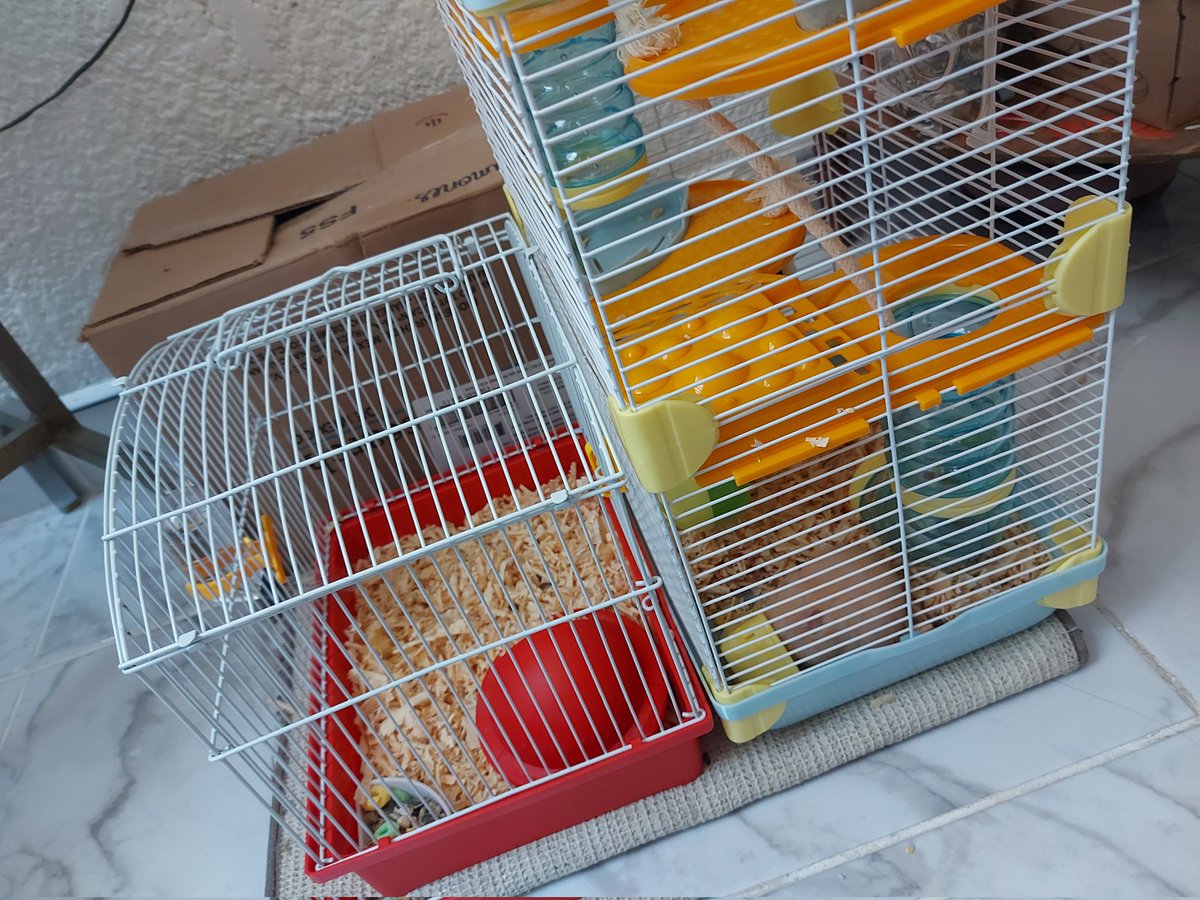 Sheida_VT's tweet photo. Al principio queríamos un compañero pal Mamiro , pero el mamiro csm al parecer no le agrado y pues ya usamos la antigua jaula del mamiro para el nuevo y mi hermana le puso el nombre de , Totoro de la Vega y Chabero
#mamiro #totoro https://t.co/iQ9CS1wIm6