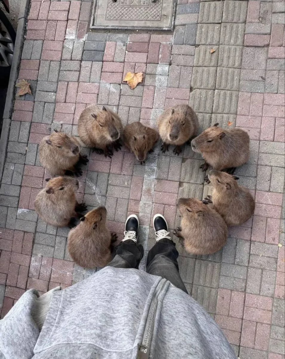 CapybarasOnX's tweet photo. カピバラの極秘会議に強制参加させられたんだけど、議題はなんだろう…笑 https://t.co/wD87r9qTsr