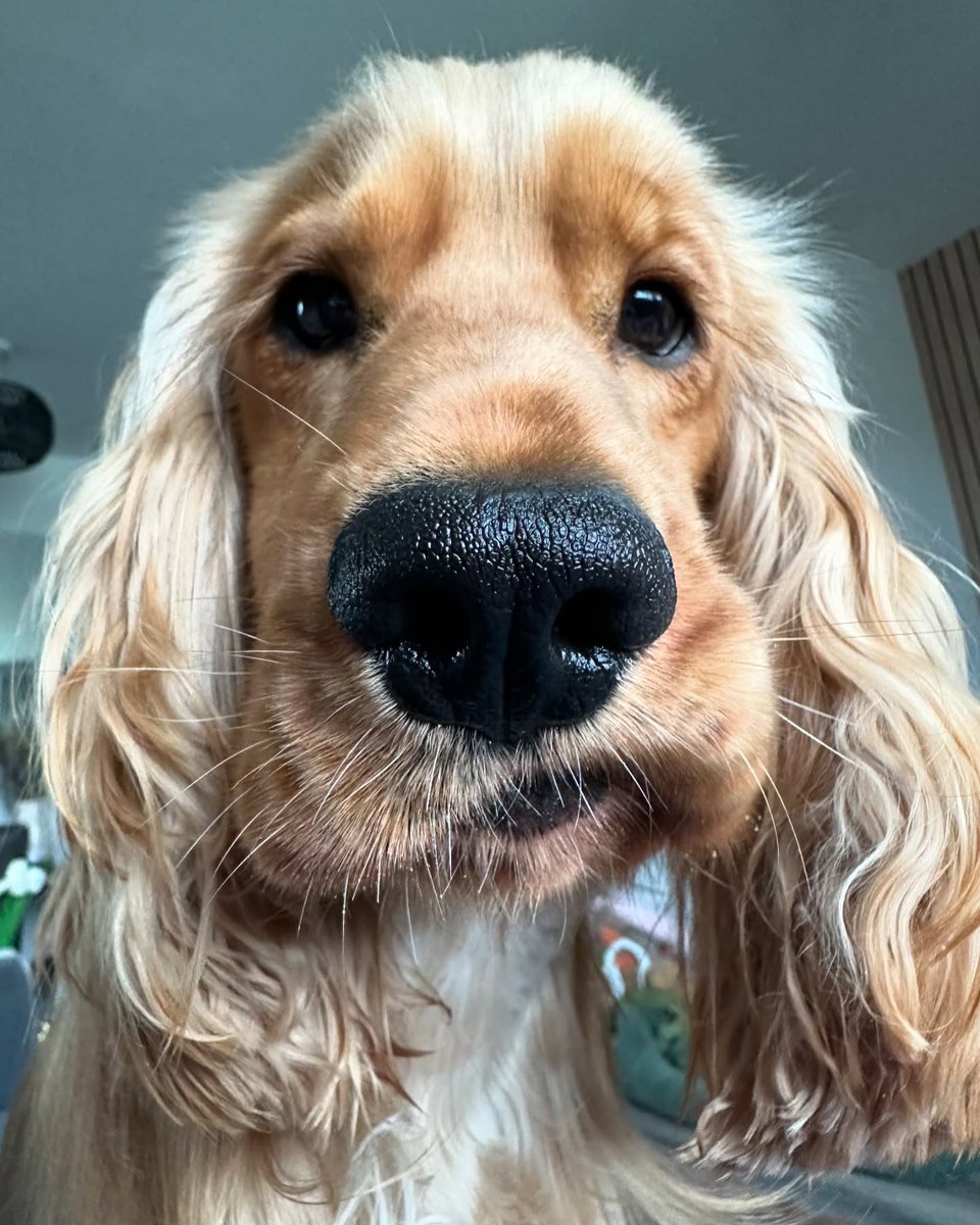 WeRateDogs tweet media