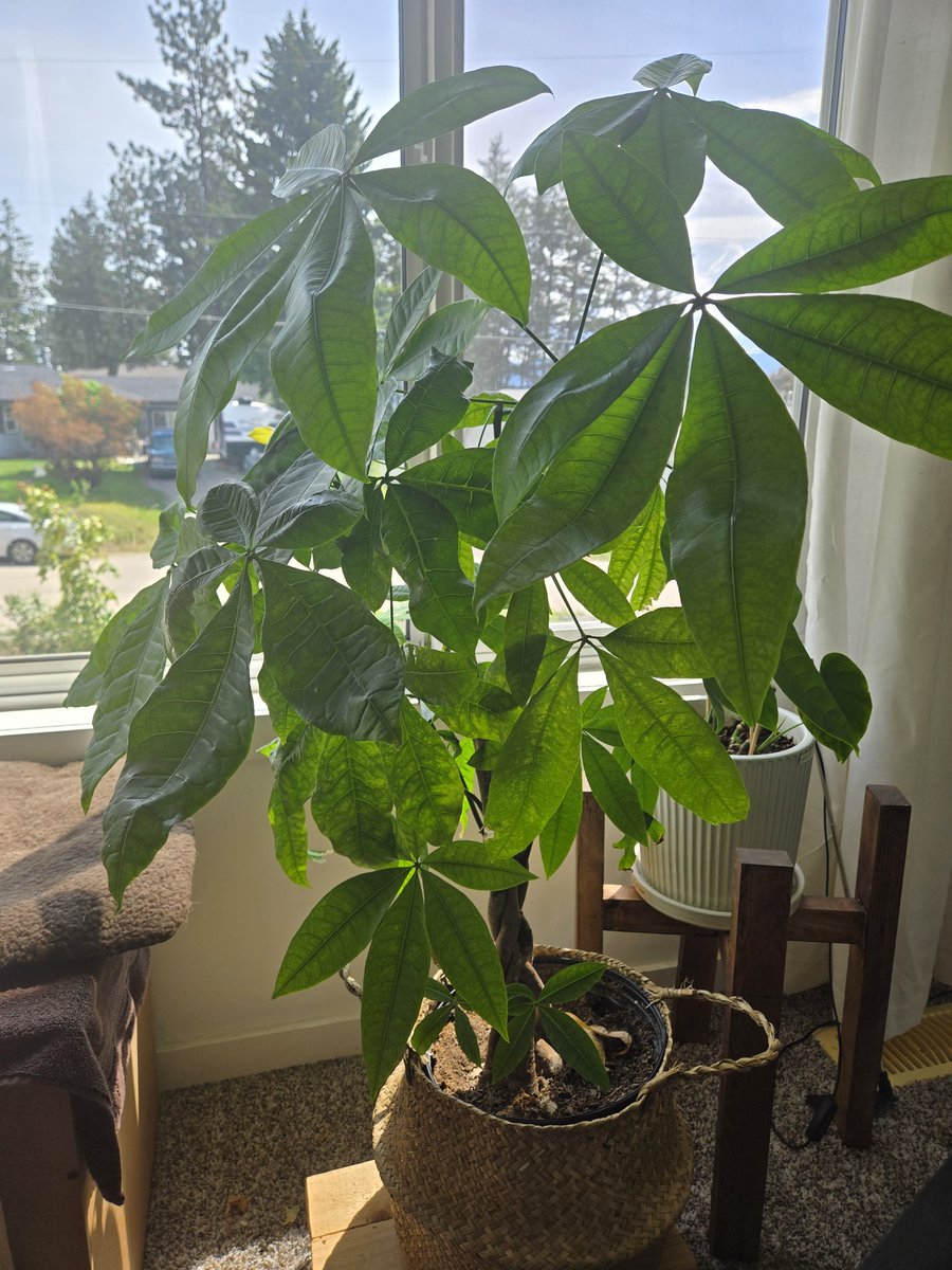 TooSuu9's tweet photo. 最近の植物コレクション
・パキラ(挿し木で増やし中)
・フィカスウンベラータ
・モンステラ　/フィロデンドロン×3
・ディフェンバキア(挿し木で増やし中)
・フィカスバーガンディ
・ポトス×2　(たくさん水差し中)
・オリヅルラン
もっと増やしたい…！モンステラやっと葉が割れた☺️ https://t.co/OL31Qk4V74