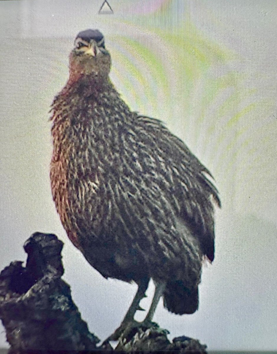 Hamidmoroco's tweet photo. Amazing views of the African Marsh Owl &amp; Double-spurred Francolin yesterday during our trip to north.
Pictures by @PitneyAshl50507 @NickBirder3605 
Join our autumn birding tours or book a private trip anytime.
WhatsApp: +212676041059
🌍  https://t.co/FRlAdFDGZx
#BirdsSeenin2026 https://t.co/fyxkbHgleg