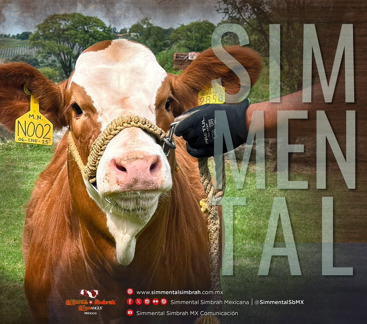 SimmentalSbMX's tweet photo. #SIMMENTAL
La Raza comprobada de Doble Propósito.
Son animales con gran habilidad para producir leche y carne. Con más de 50 millones de ejemplares registrados, la convierten en la Raza europea más utilizada en el mundo, donde México ocupa el 11vo. Lugar en inventario de vientres https://t.co/fcHSkN0c8X