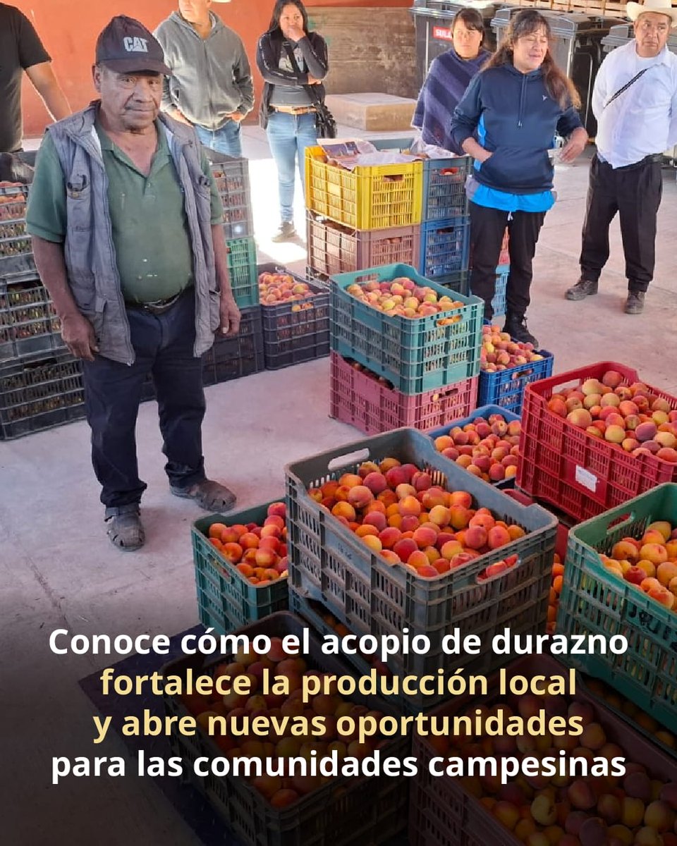 Sembrando Vida tweet media