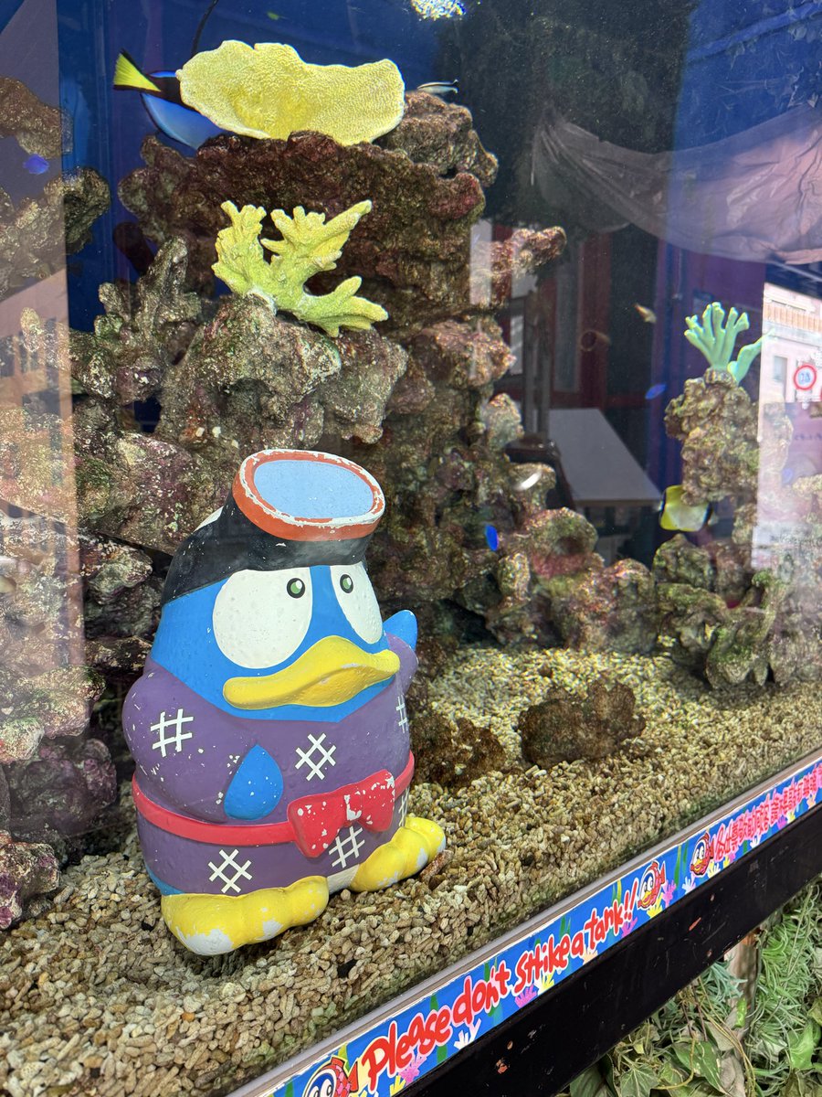 ぴぃ太郎 tweet media