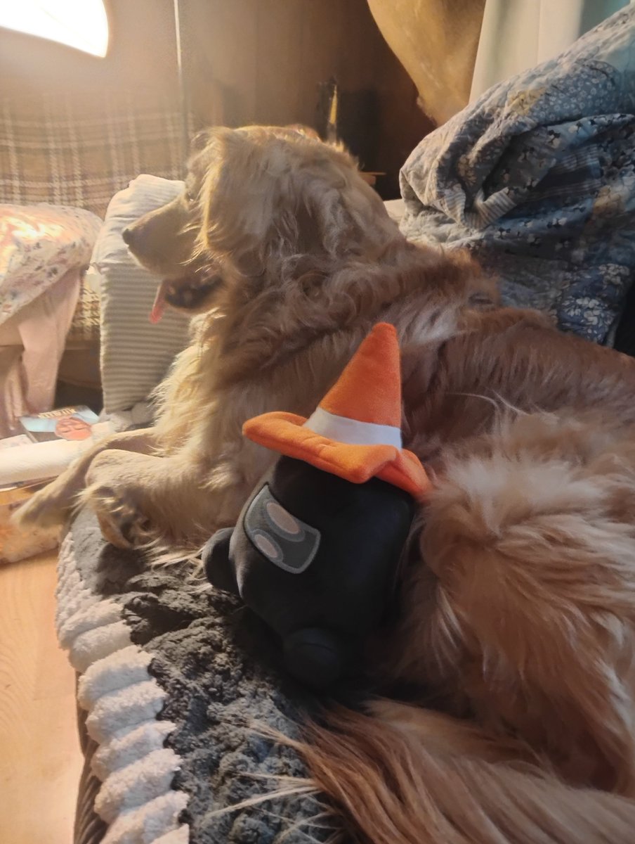 fnfboy69's tweet photo. My black imposter came. I'm glad I could get this little guy vs imposter is on my favorite mods so this was a no brainer. (Also yes the dog likes it very much)#vsimposter #amongus https://t.co/dmIq6bujhp