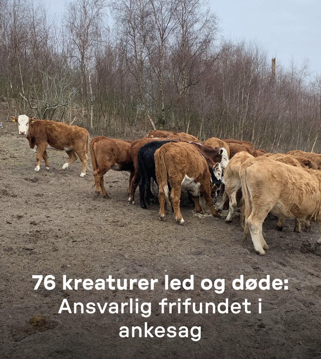 Nicklas Færch 🇩🇰 tweet media