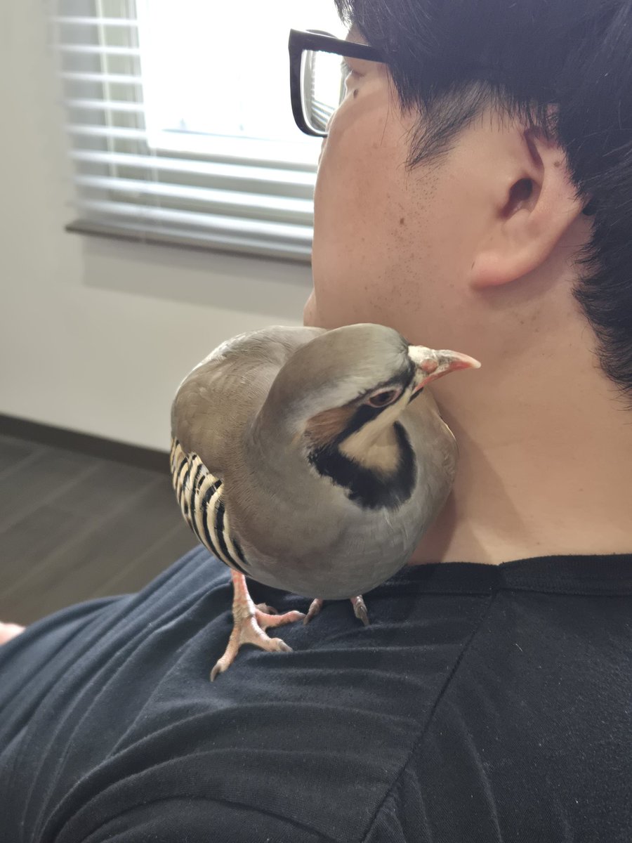 Tsuguyuki(つぐゆき)🦉 tweet media
