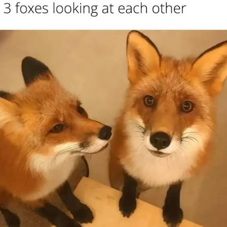 Fox tweet media
