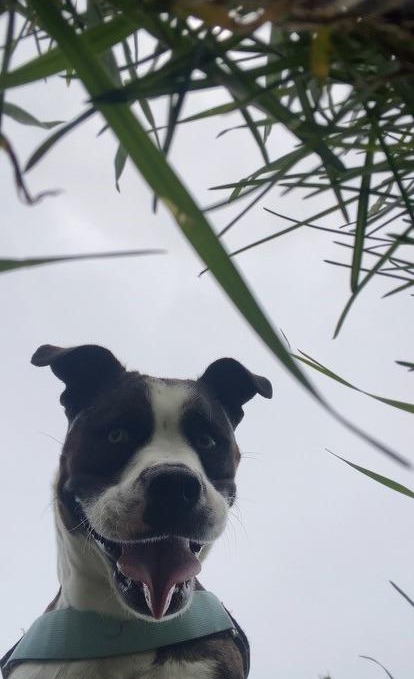 MNenergy's tweet photo. POV: You’re a safely dug hole being inspected by a safe digging ambassadog

Aspen has an important reminder ahead of the holiday weekend: Call 811 at least two business days in advance to protect yourself and others. 🐾

https://t.co/PbzqeYSLZo https://t.co/4R83uJvkTx