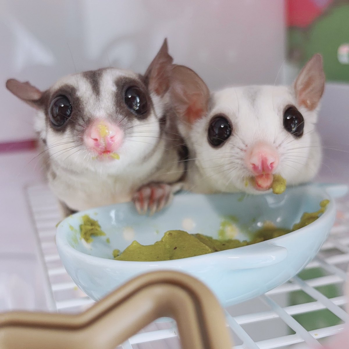 𝘢𝘮𝘦 🍬フクモモのねむあむ tweet media