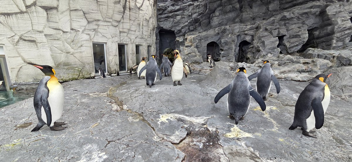 msk4106's tweet photo. ひさしぶりの北海道⛄️
初めて旭山動物園行ってジンギスカン食べた👵
ペンギンときちゅね可愛すぎた https://t.co/fmc60buXrd