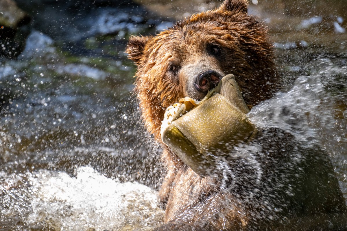 Northwest Trek Wildlife Park tweet media