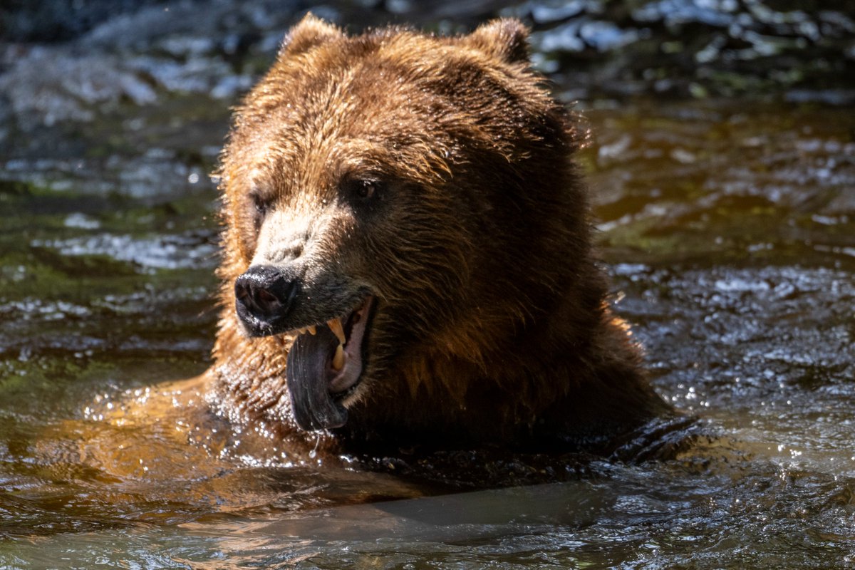 Northwest Trek Wildlife Park tweet media