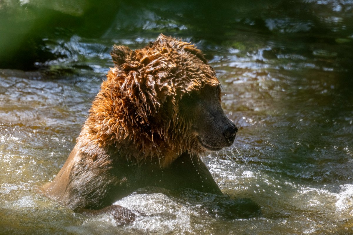 Northwest Trek Wildlife Park tweet media