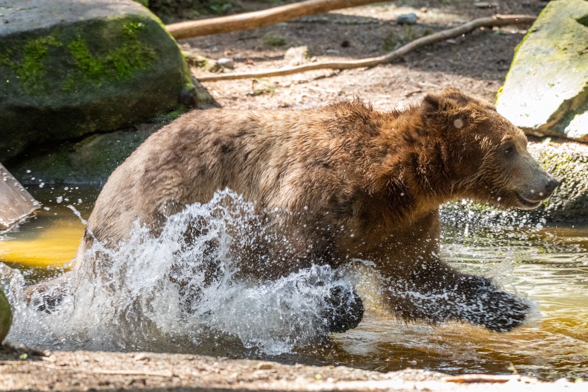 Northwest Trek Wildlife Park tweet media