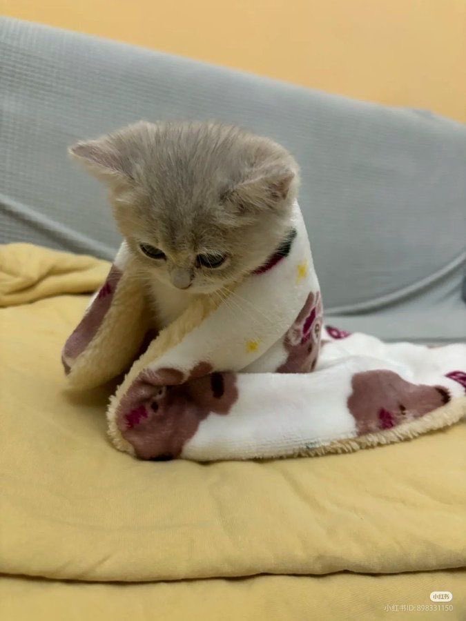 only cute things tweet media