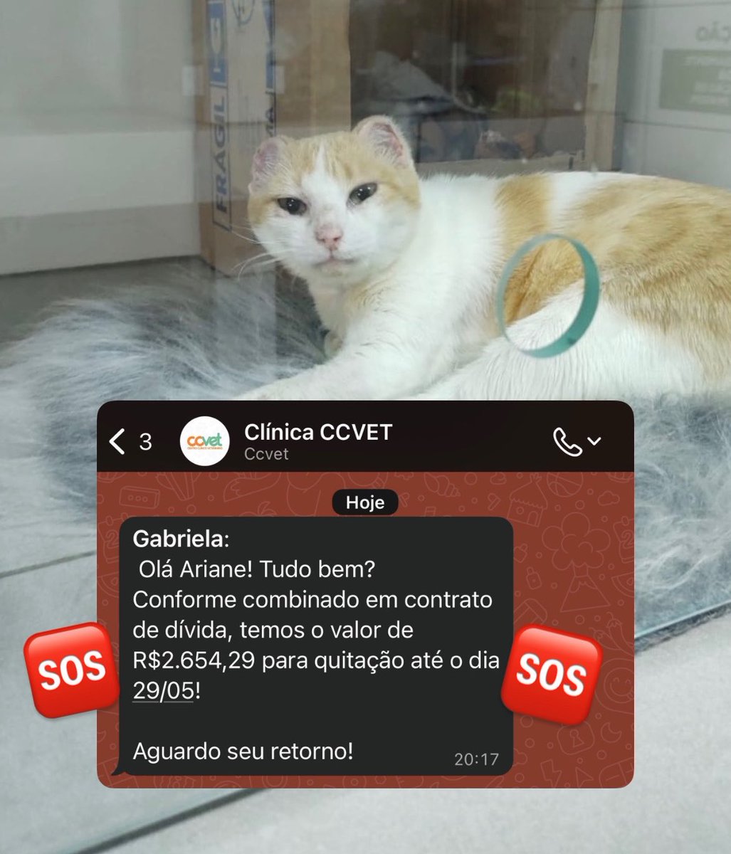 Projeto Mia Casa 🐱 tweet media