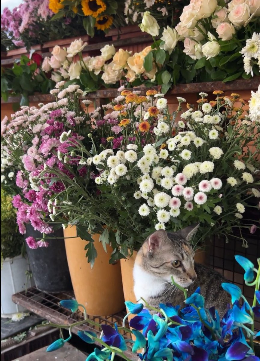 abirighttback's tweet photo. oh to be a cat in a flower shop https://t.co/cvYp3DFEE1