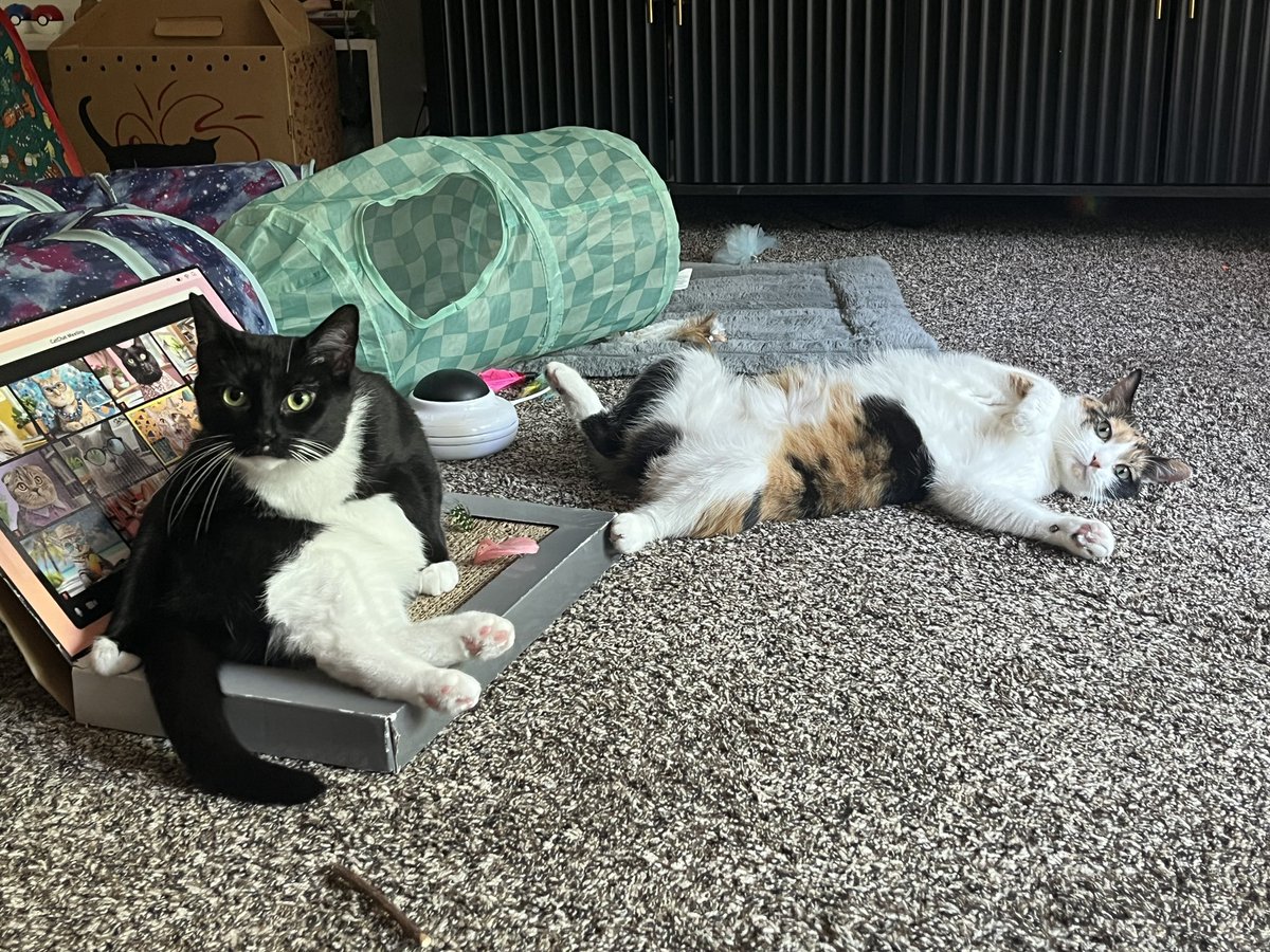 clementine & basil tweet media