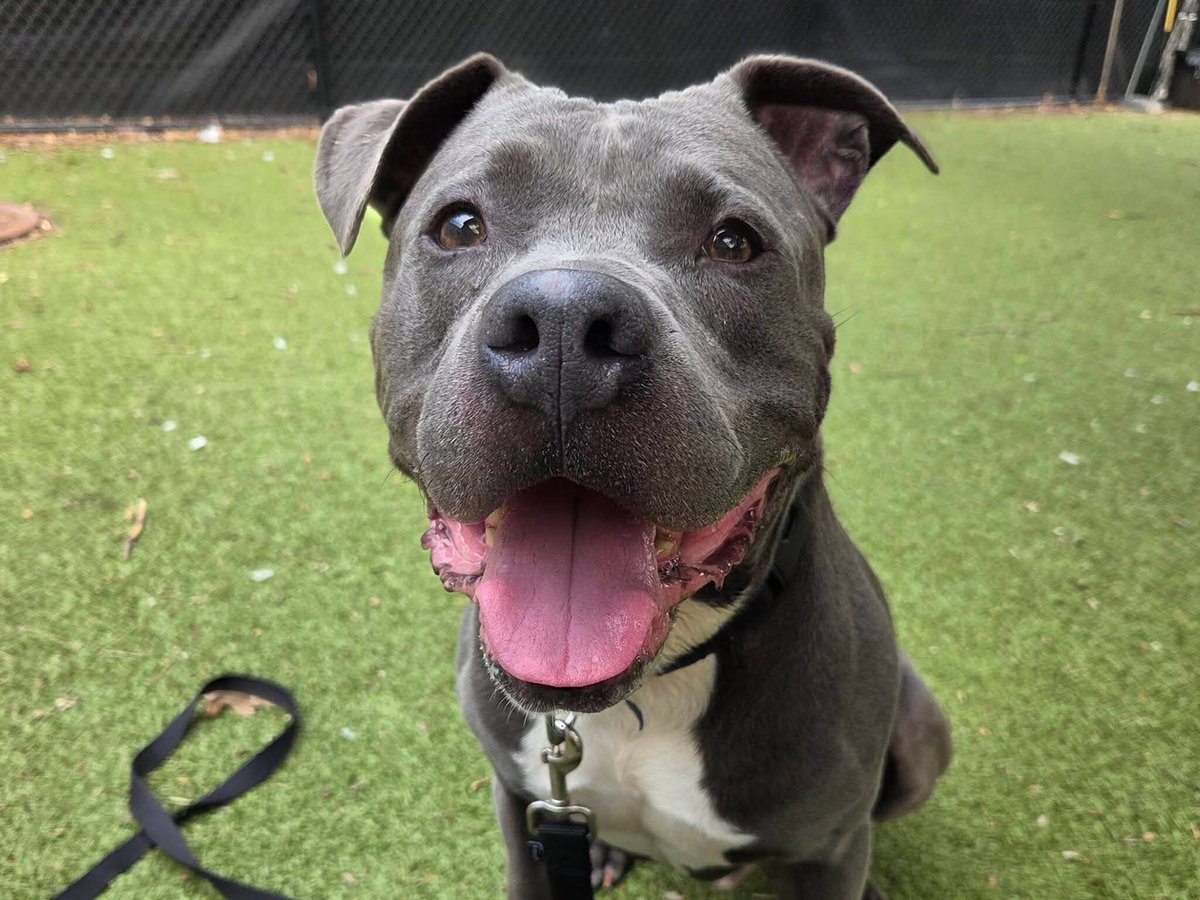 Nebraska Humane Society tweet media